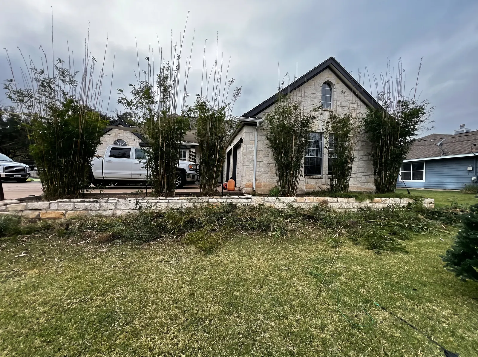 Front yard with trimmed bamboo clumps and cut branches stacked near a stone border.